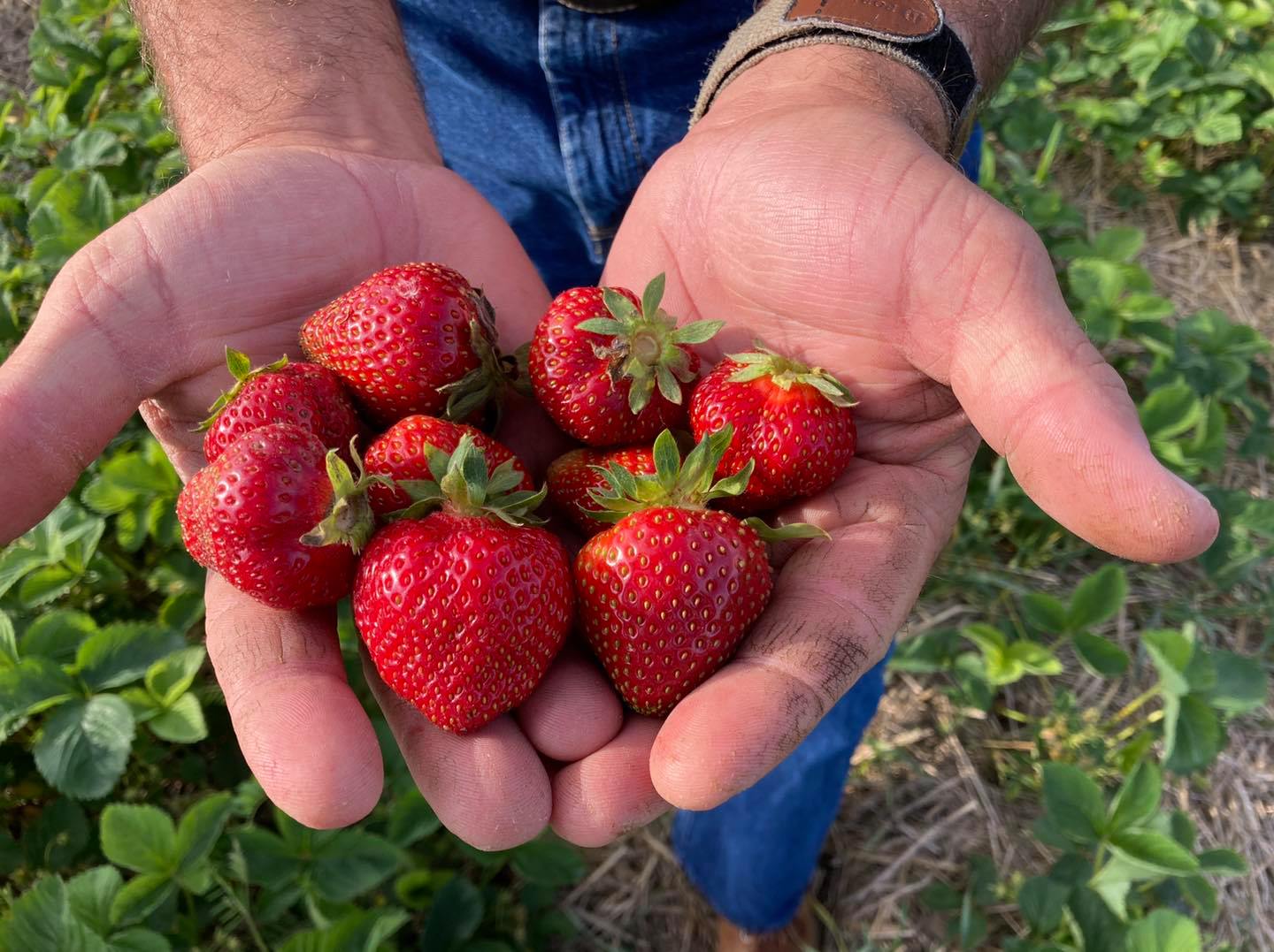 Nebraska Strawberries