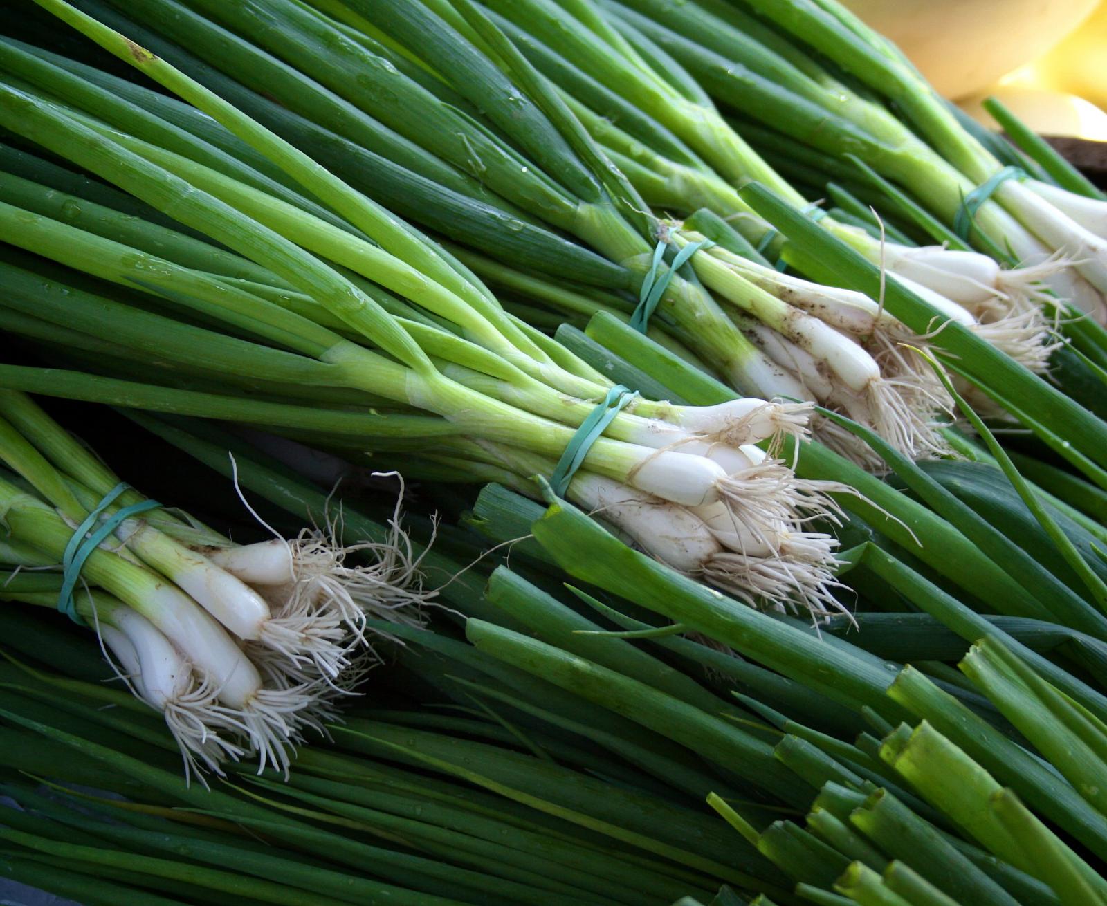 Green Onion Bunches