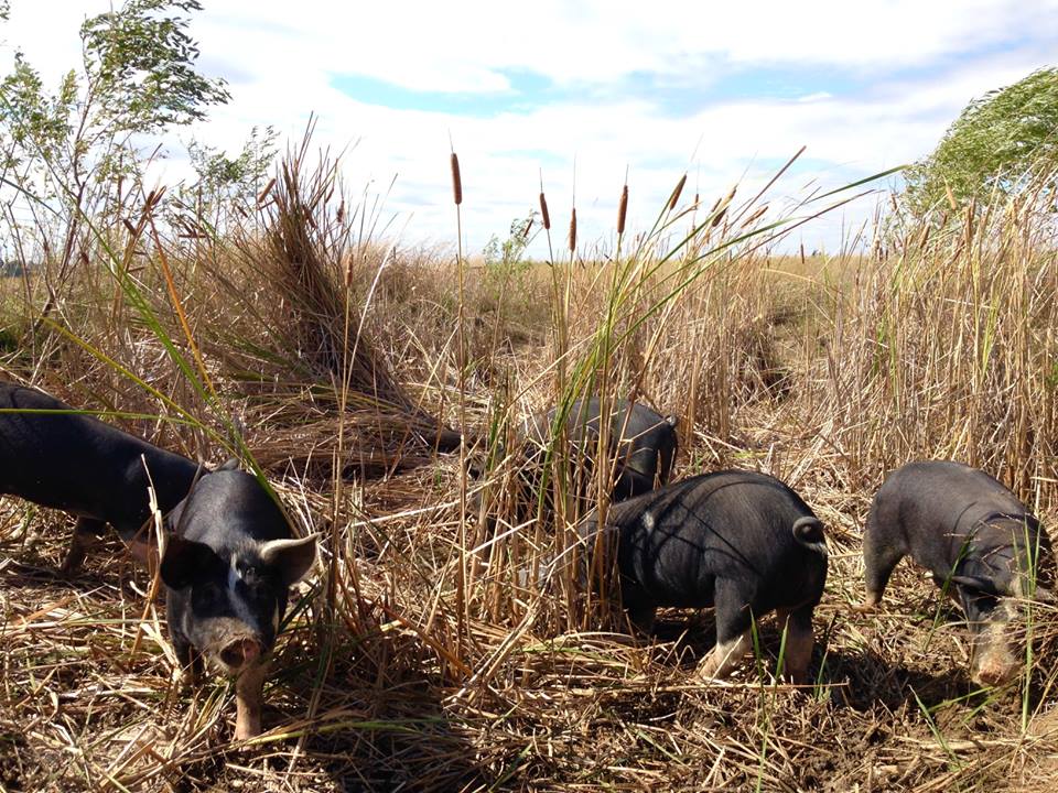 Pigs in field.