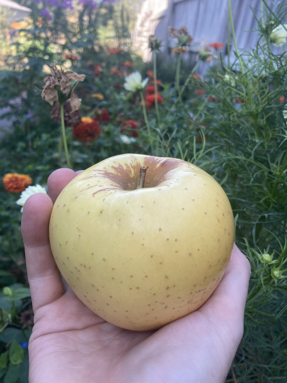 Apples in Nebraska / October 8, 2021