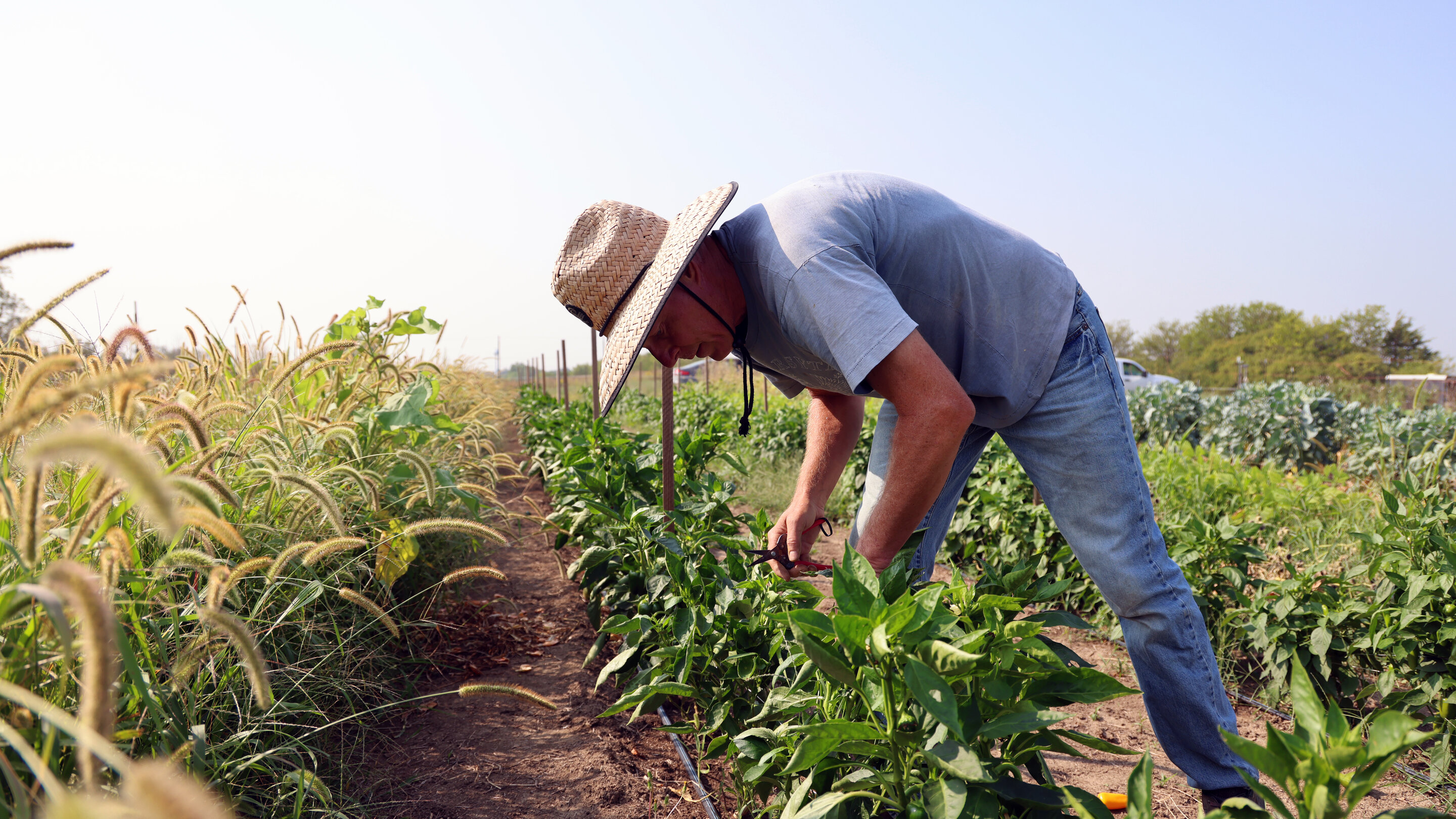 A farmer harvests crops in a field.