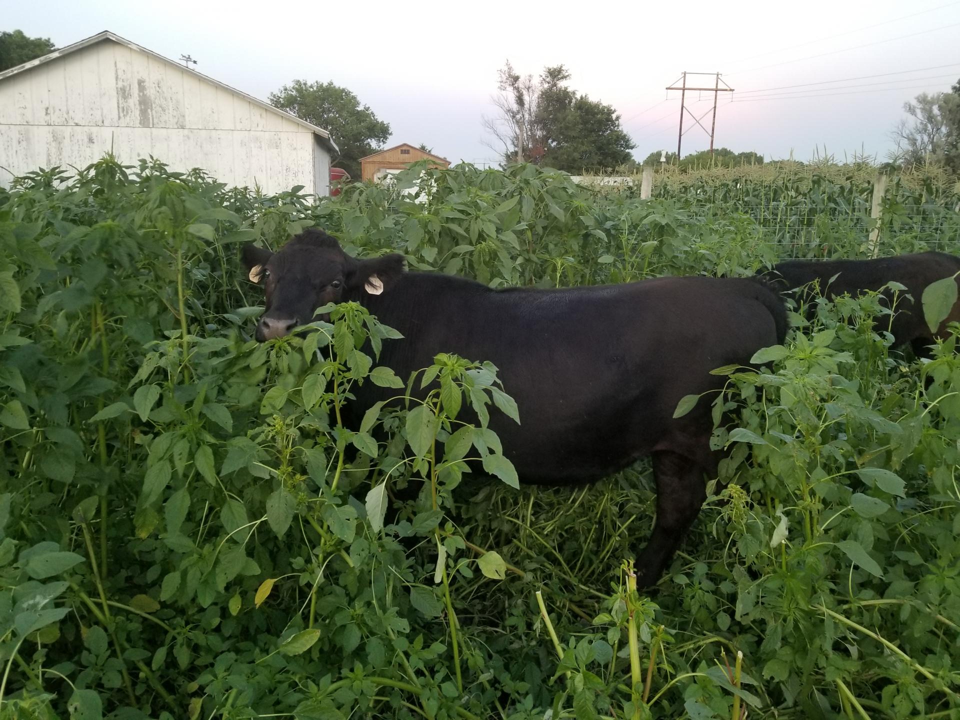 Grass fed cow grazing field and adding natural fertilizer to land