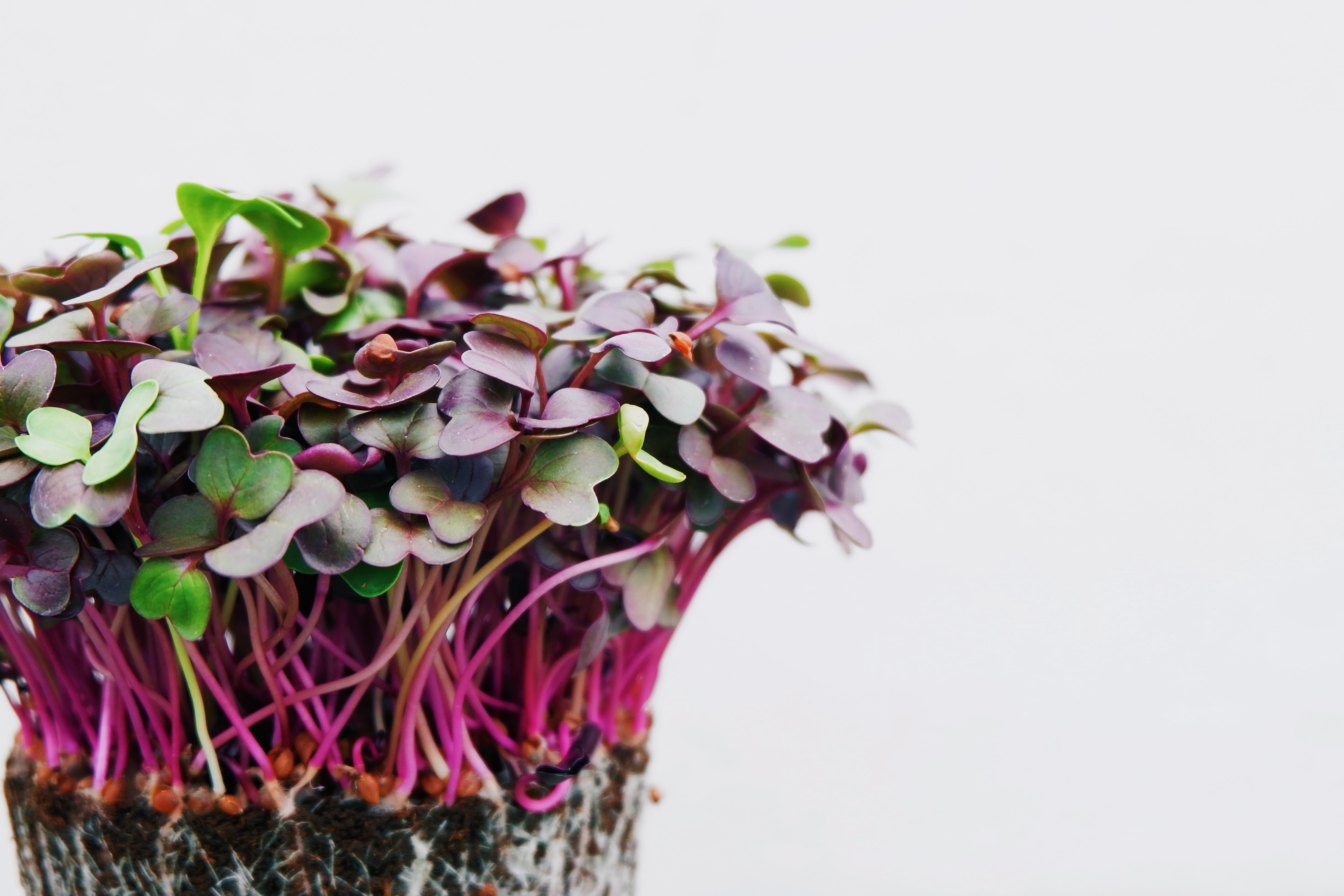 Potato and Radish Microgreen Salad