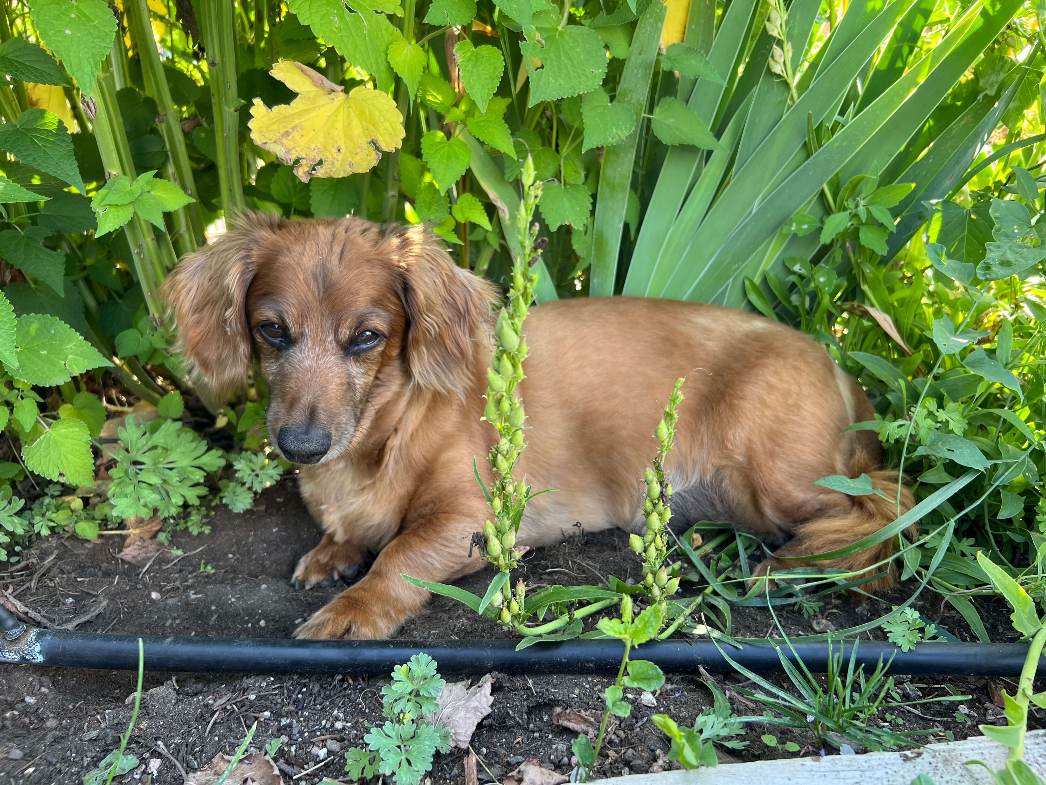 Brown dog in garden at Marigold Farm