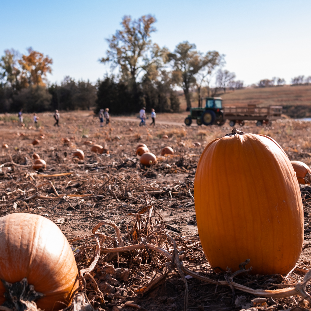 Pearson's Pumpkin Place Photo