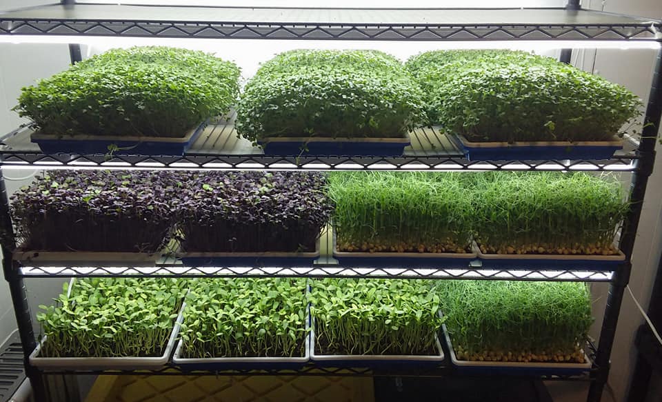 Third Day Microgreens, LLC Photo