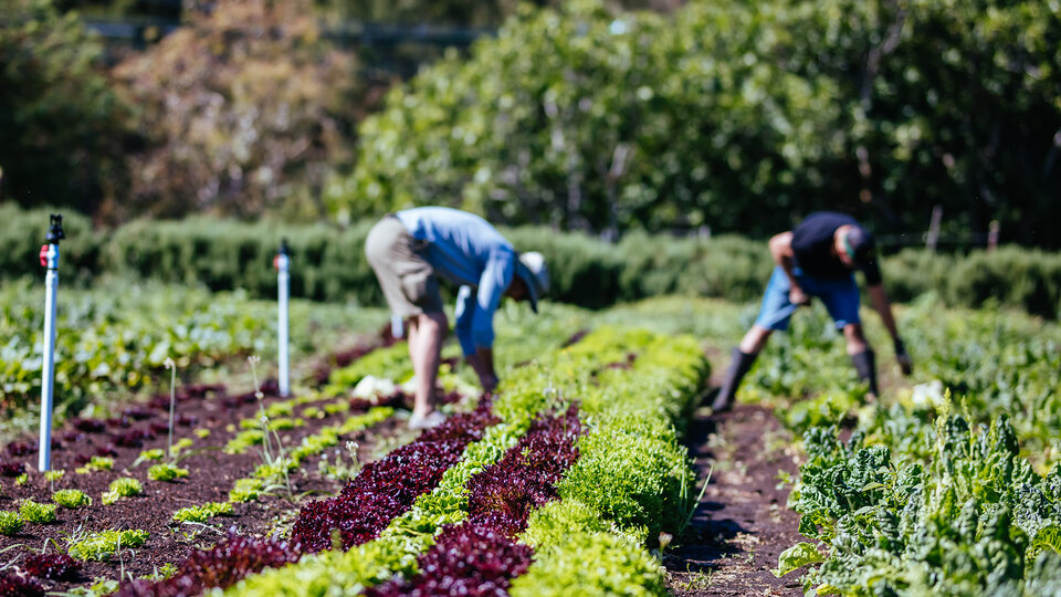 two people working in a community garden