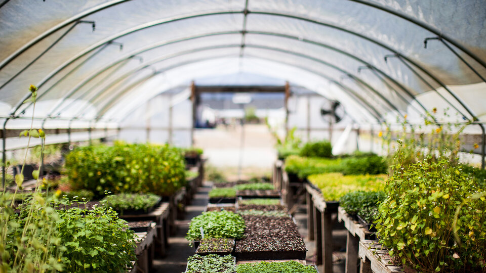 Hoophouse garden