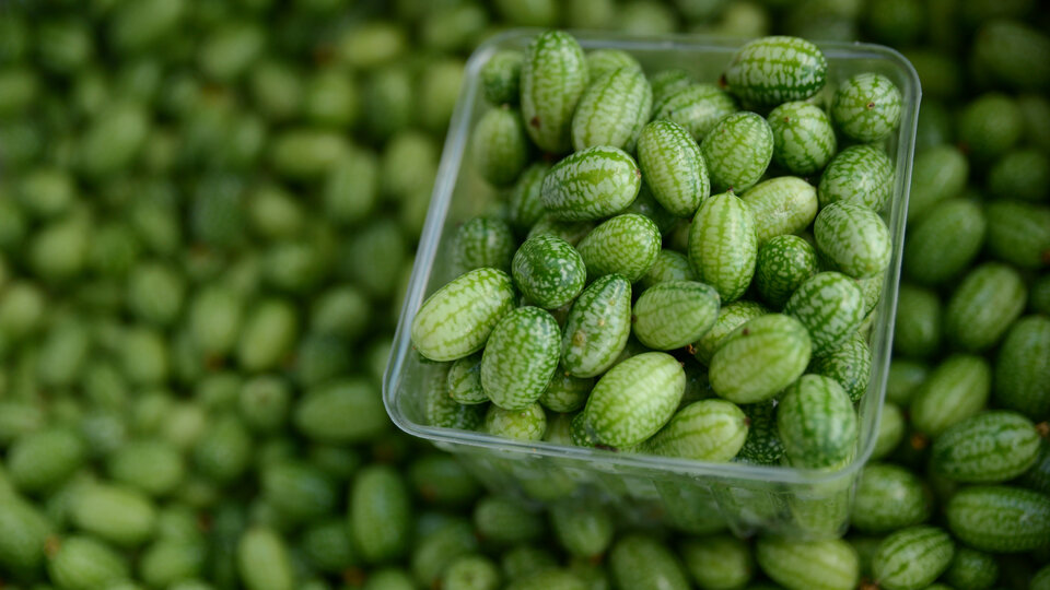 Mexican Sour Gherkin Cucumbers