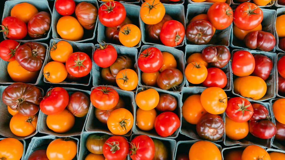 small containers of heirloom tomatoes