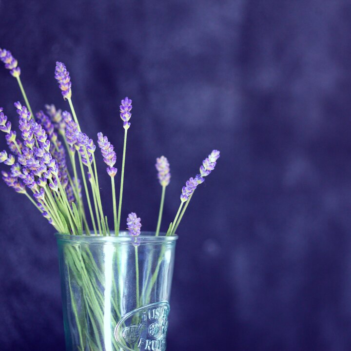 Lavender in vase