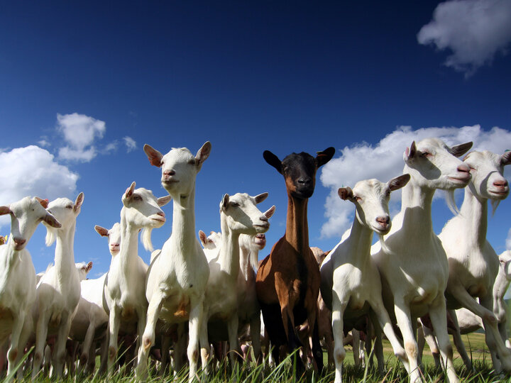 field of dairy goats