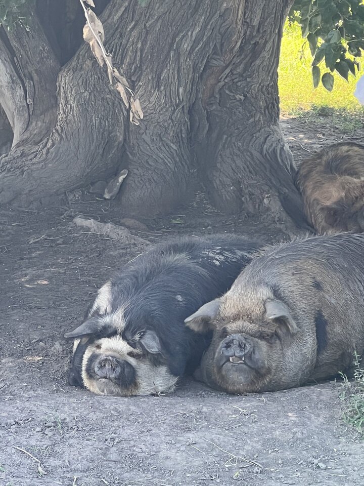 Anchor Meadow Farm KuneKune Hogs taking a nap on a hot afternoon