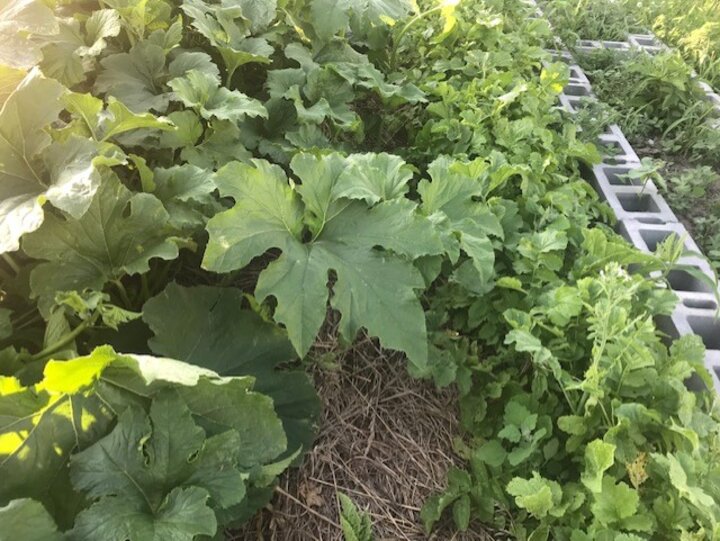 A row of radishes planted around squash plants help deter squash bugs.