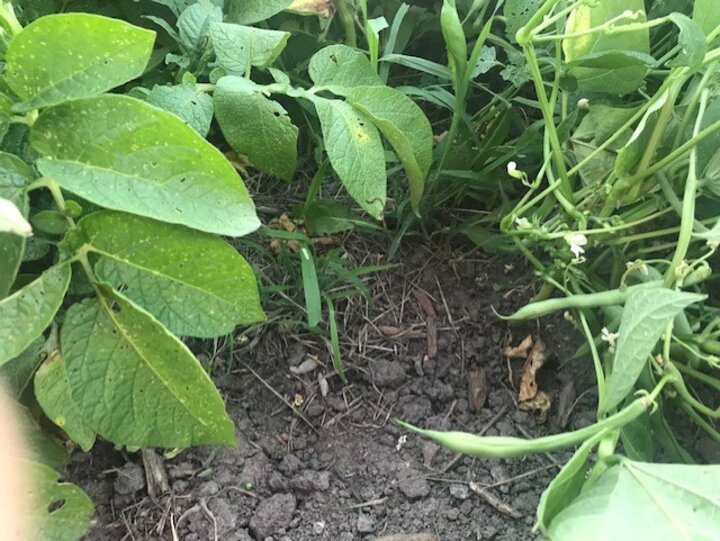 Beans and potatoes planted together