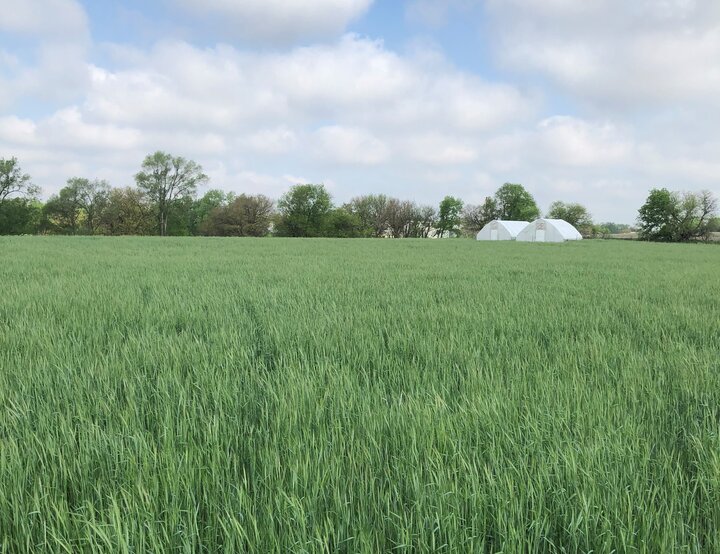 A lush field of winter rye in May at Robinette Farms near Martell, Nebraska.  The cover crop of rye was planted to nourish future vegetable fields and provide spring pasture to laying hens. 