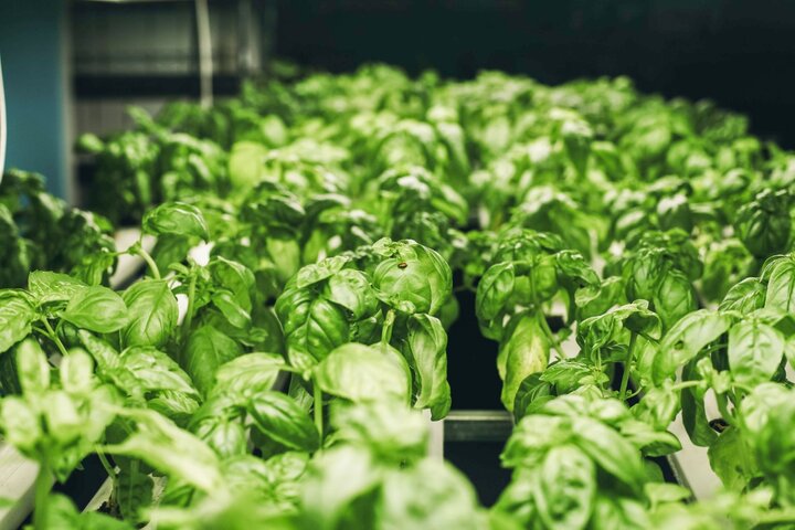 Basil growing in a hydroponics system