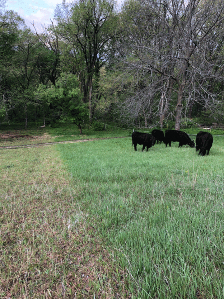 Strip grazing example photo Courtesy of Little Mountain Ranch & Garden