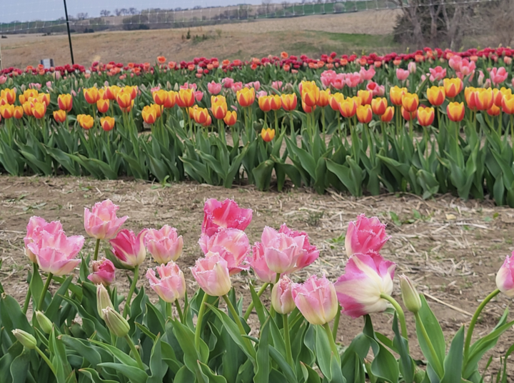 rows of tulips at SR Pumpkin and Flower Farm's