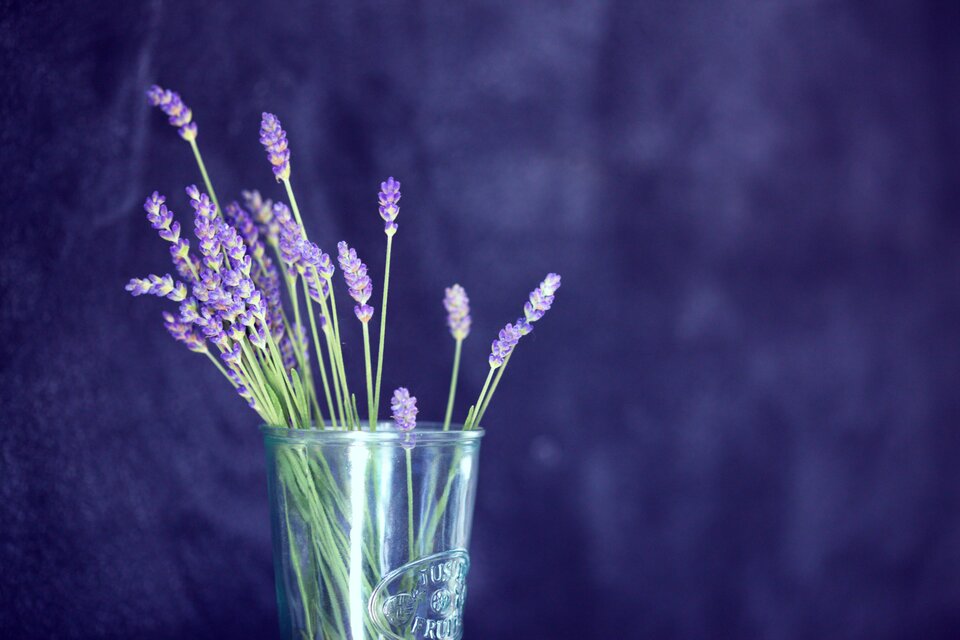 Lavender in vase